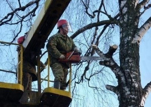 Спил и вырубка деревьев стоимость услуг и где заказать - Тюмень