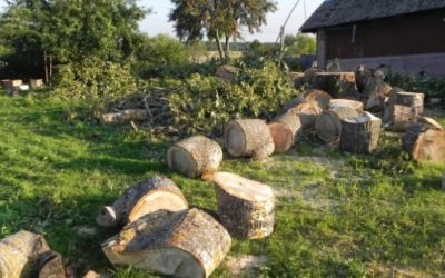 Спил и вырубка деревьев - Тюмень, цены, предложения специалистов