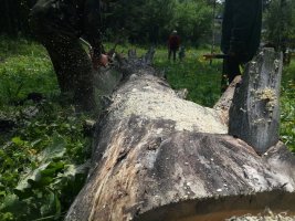 Спил и вырубка деревьев, корчевание пней стоимость услуг и где заказать - Тазовский